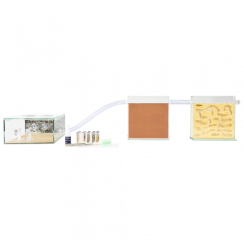 ANTCUBE Starter Set für Ernteameisen - L - Popcorn